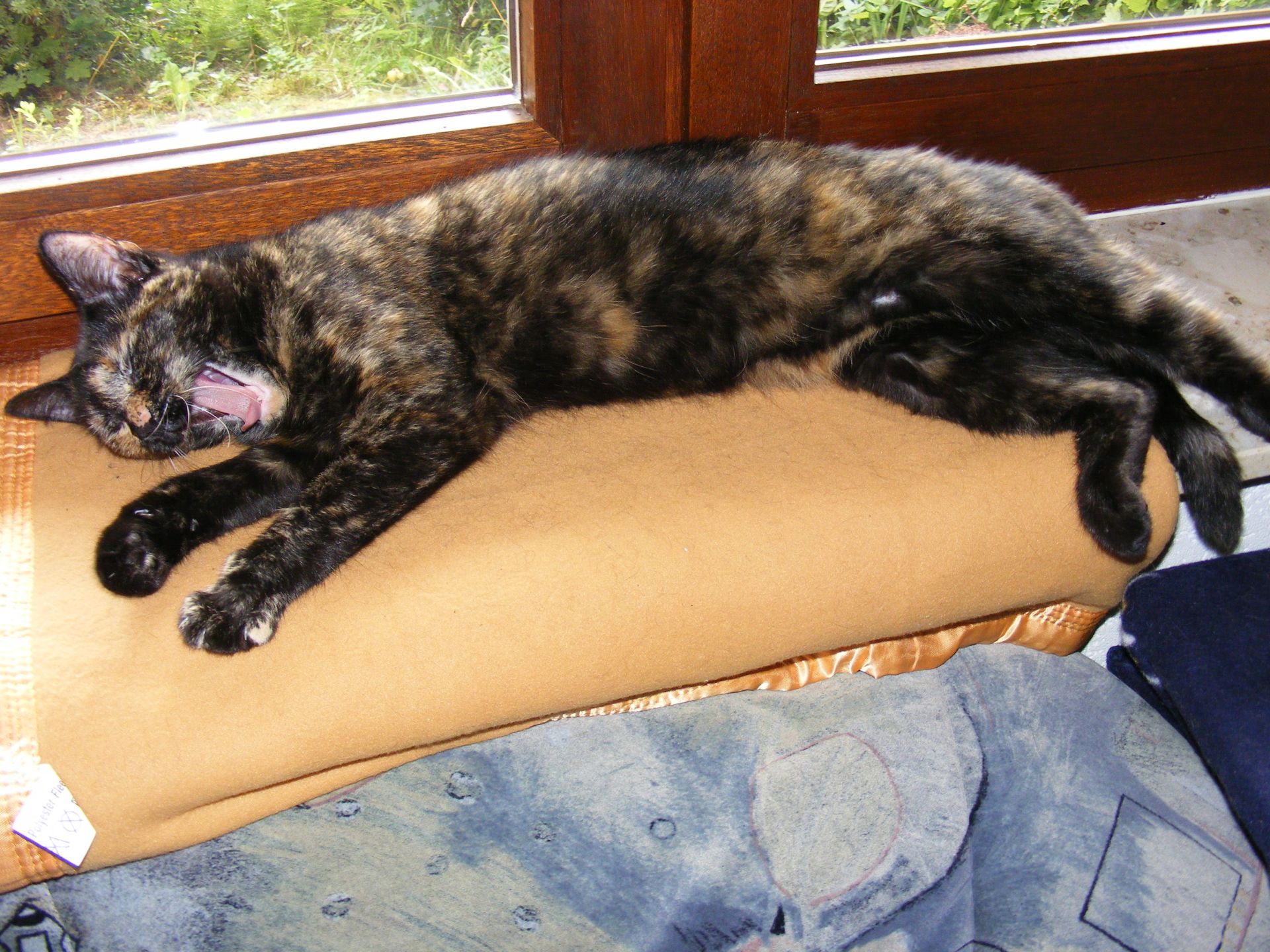 Flöckchen-Chillen
